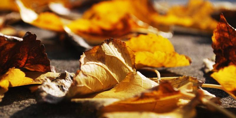 中国大师41：技能培训与职业发展的新时代引擎