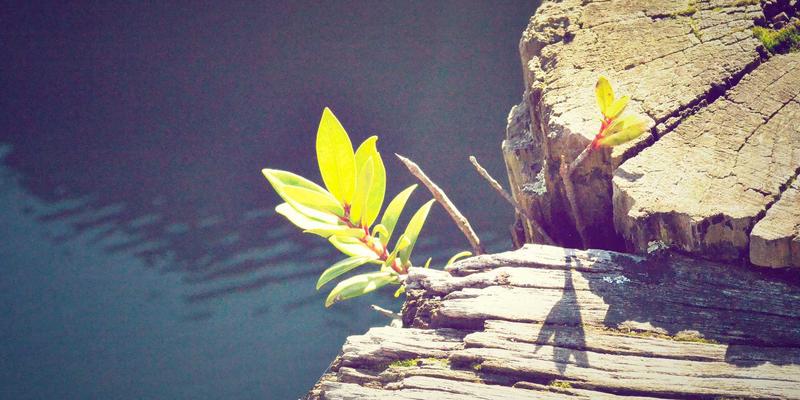 中国大师98:专业课程与教育服务如何重塑技能培训新生态