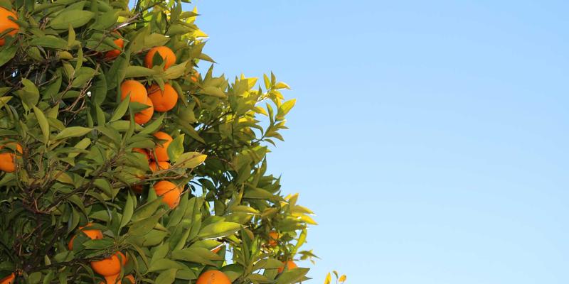 中国大师口述史：重塑职业培训教材的活态创新路径