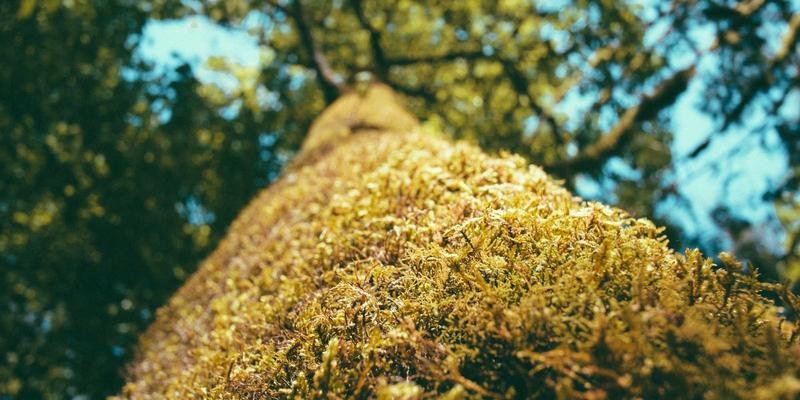 中国大师的智慧传承：国学哲学如何赋能现代专业课程与教育服务