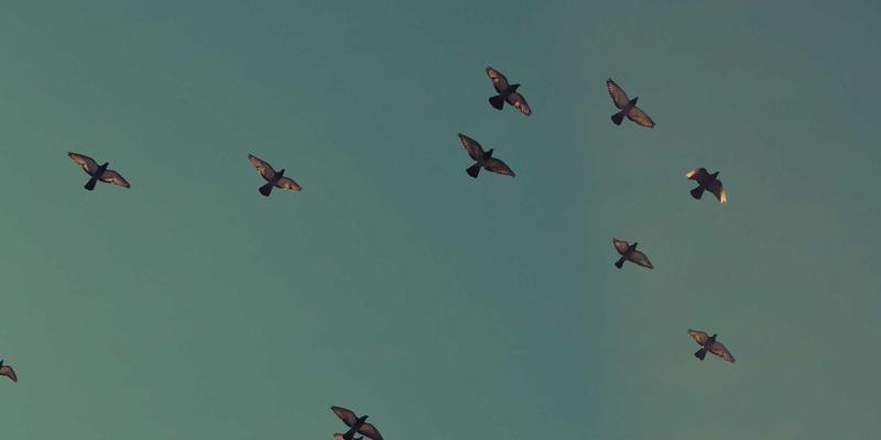 从舌尖到质检：中国白酒品评大师感官训练体系如何赋能食品行业职业培训