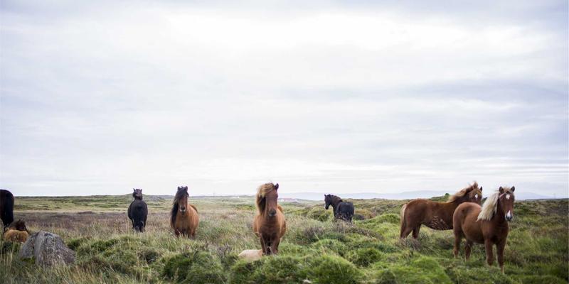 古籍修复大师的技艺传承：图书馆档案专业人才培养的创新路径
